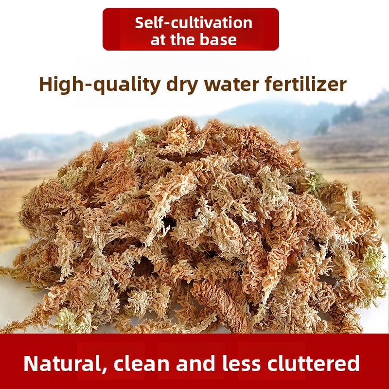 Grade A Dried Sphagnum Moss, N - Preserved Moss Sheet review and price