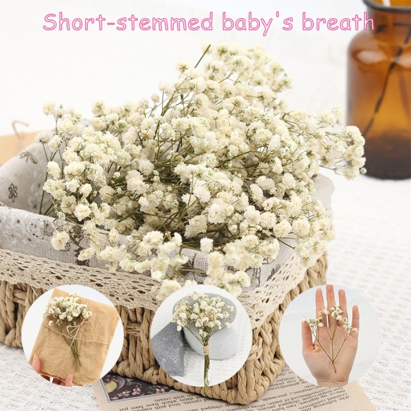50pcs Natural Dried Gypsophila - Florist Supply Vases review and price