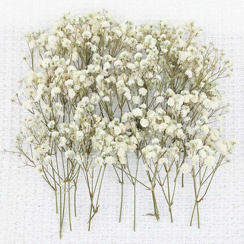 50pcs Natural Dried Gypsophila - Florist Supply Vases review and price